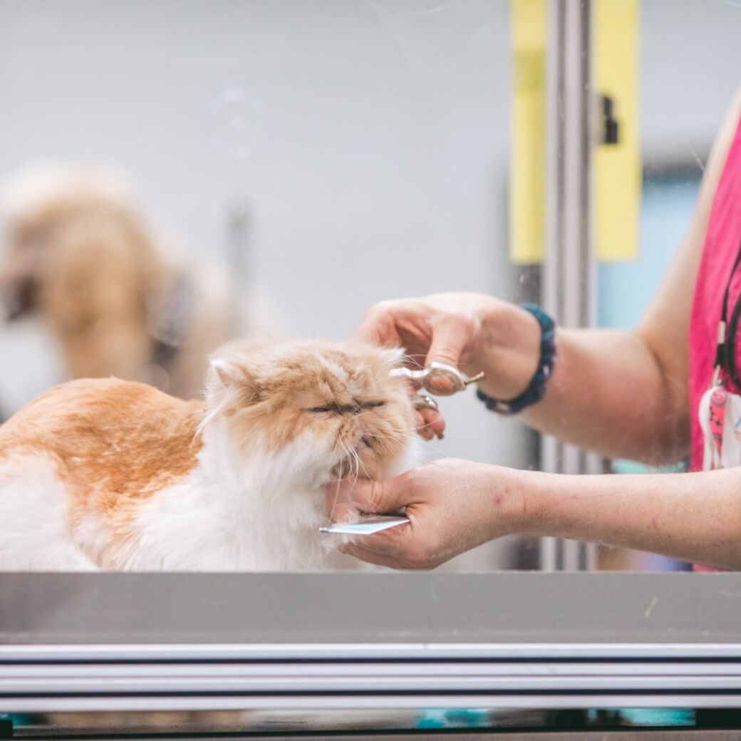 Anjing lucu di-grooming di PAWPAW (ilustrasi)